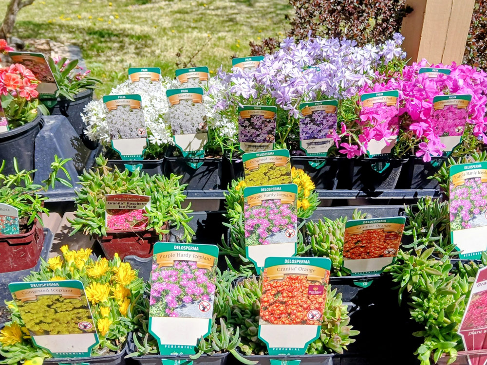 Fire-Resistant-Plants-2